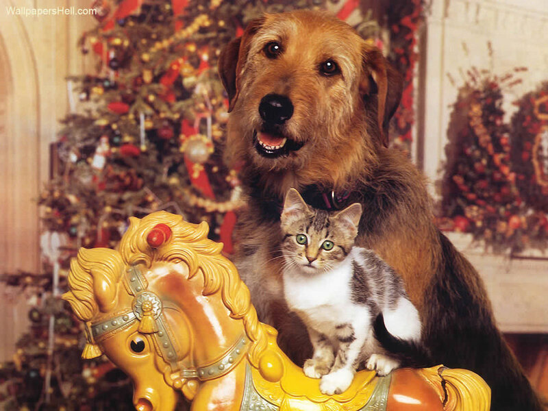 Dog and Kitten on Carousel