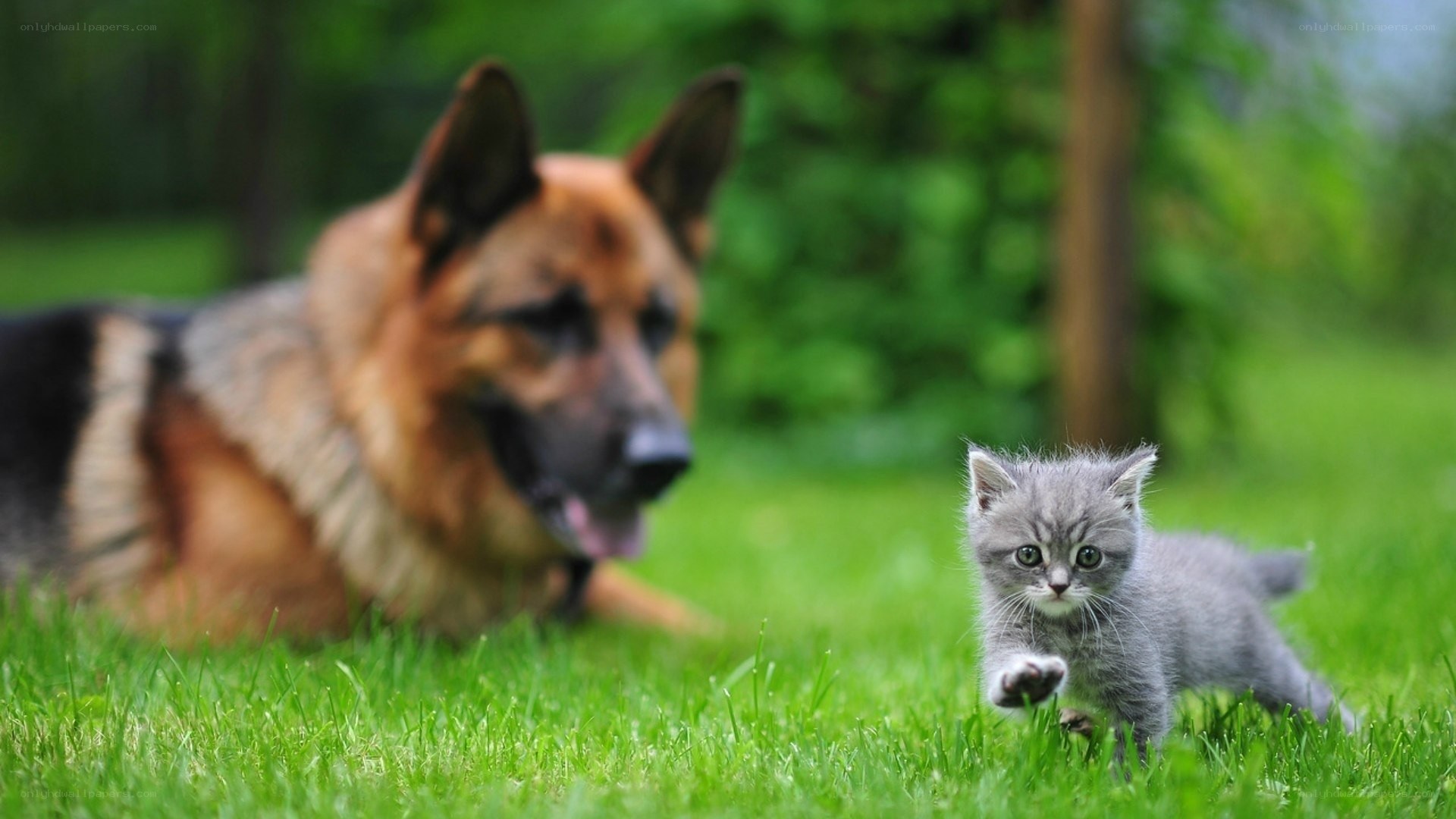 dog and kitten on grass