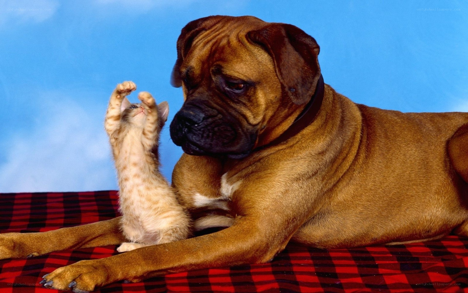 dog and kitten playing