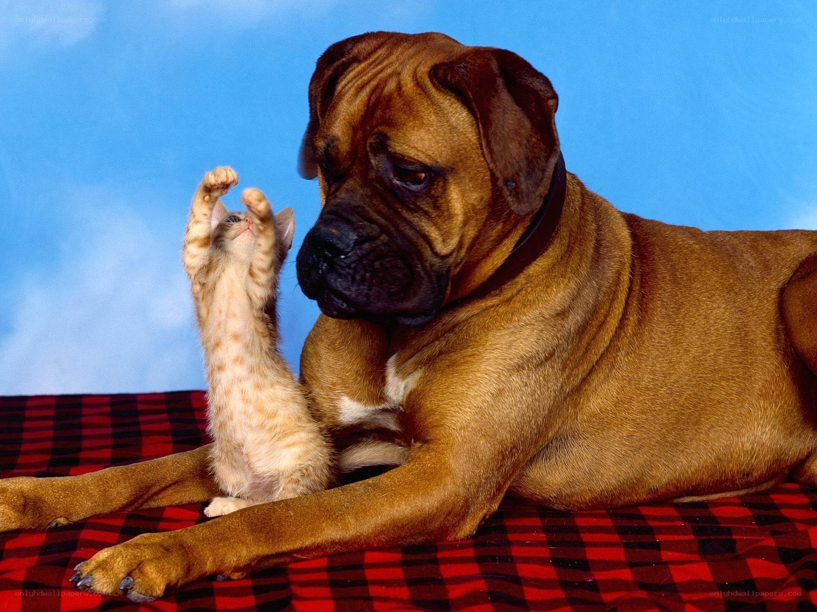 dog and kitten playing together