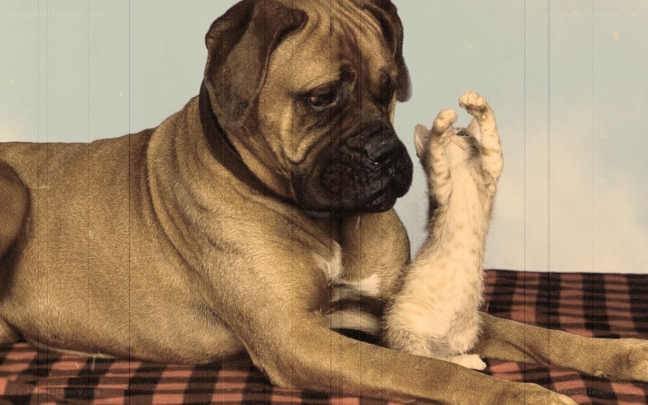 dog and kitten playing together