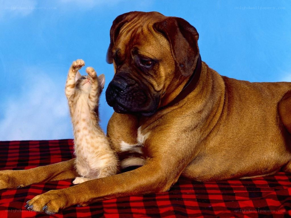 dog and kitten playing together