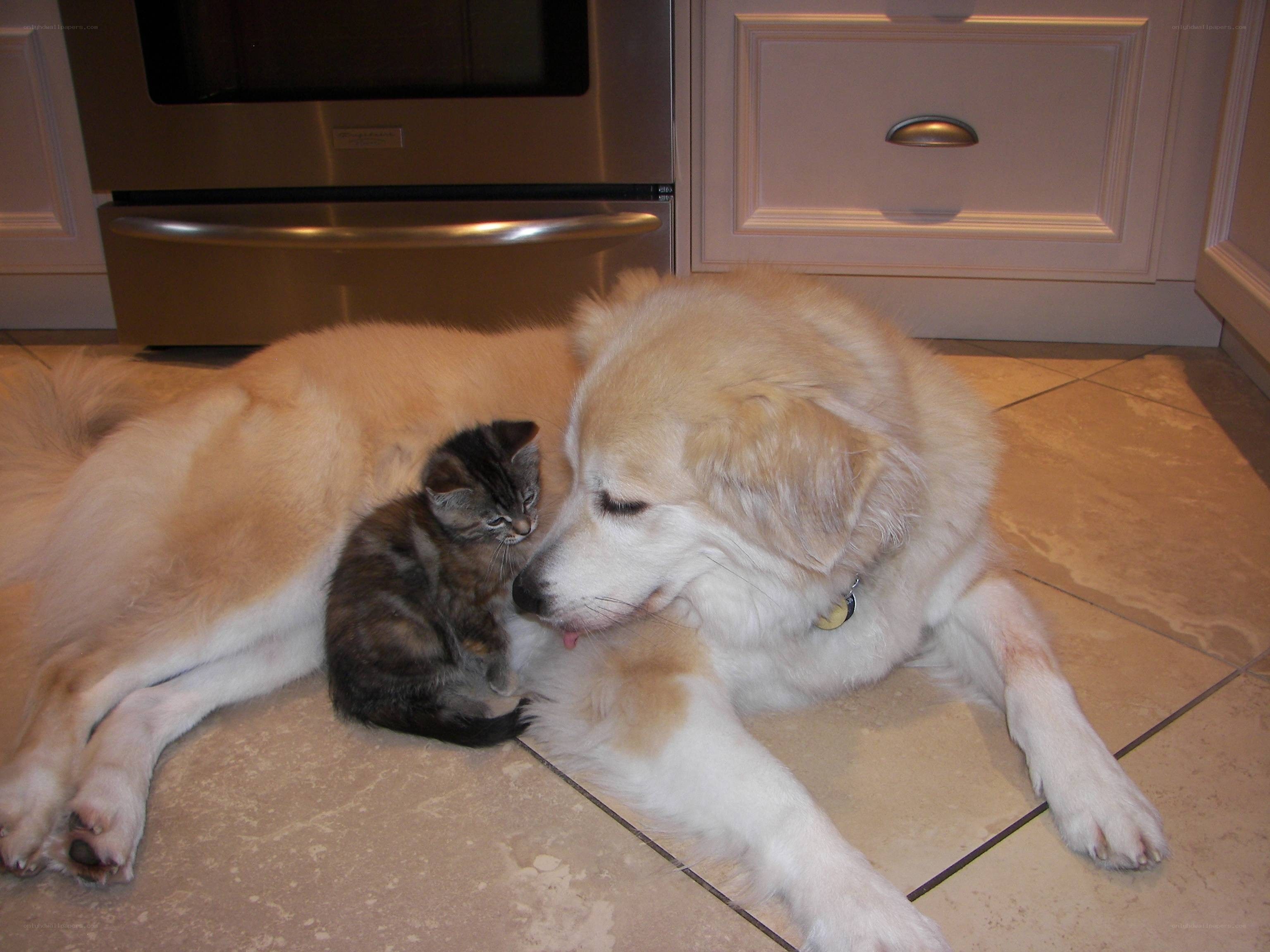 dog and kitten resting together