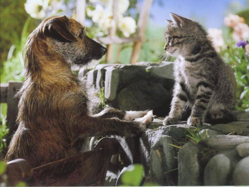 Dog and Kitten Sitting