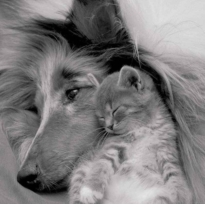 Dog and Kitten Sleeping — Black