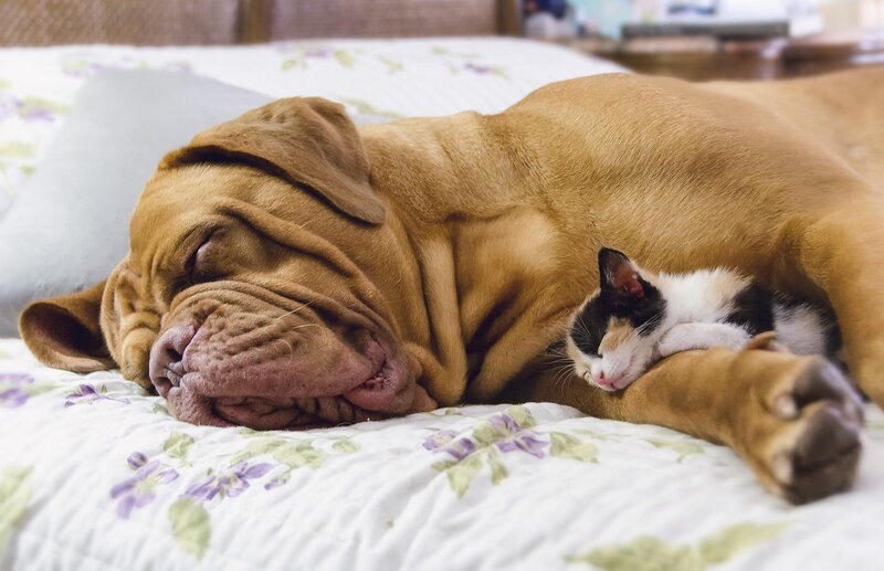 Dog and Kitten Sleeping — Brown, Peaceful