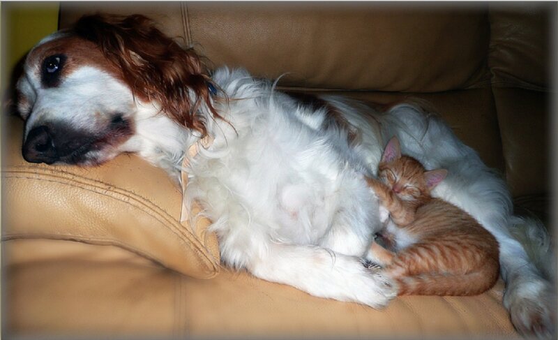 Dog and Kitten Sleeping — Brown
