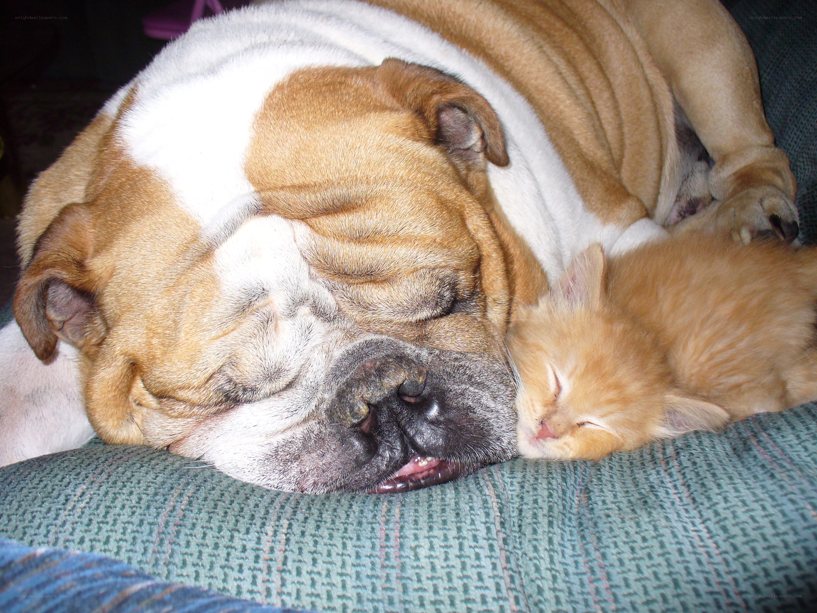 dog and kitten sleeping together