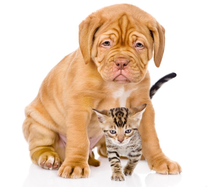 Dog and Kitten Together — Brown, Calm, Photograph, Puppy