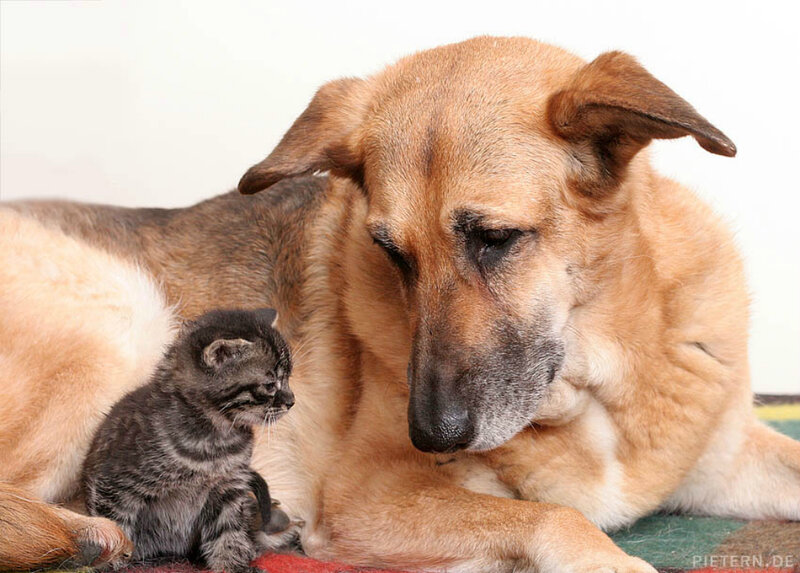 Dog and Kitten Together — Brown, Calm, Photograph