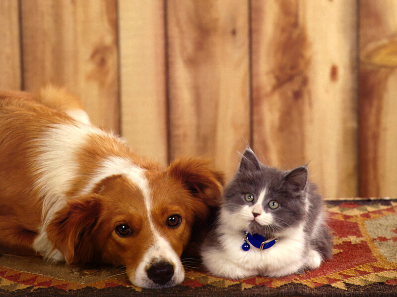 Dog and Kitten Together — Brown, Calm