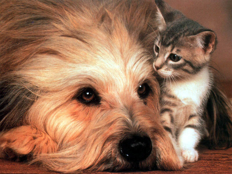Dog and Kitten Together — Brown