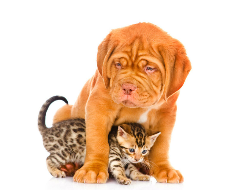 Dog and Kitten Together — Orange