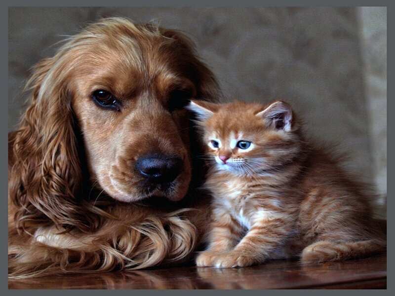 dog and kitten together