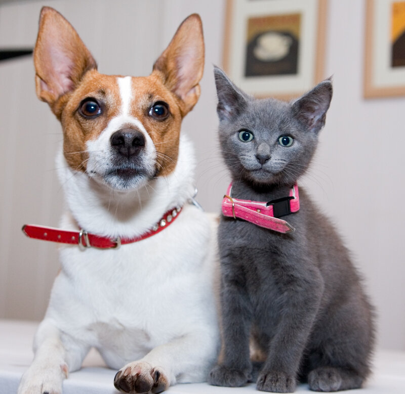 Dog and Kitten Together — White