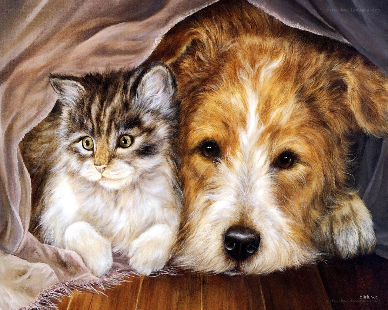 dog and kitten under blanket
