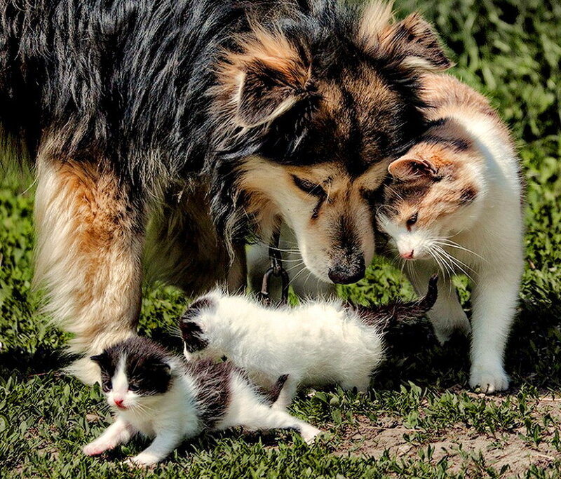 Dog and Kittens in Grass