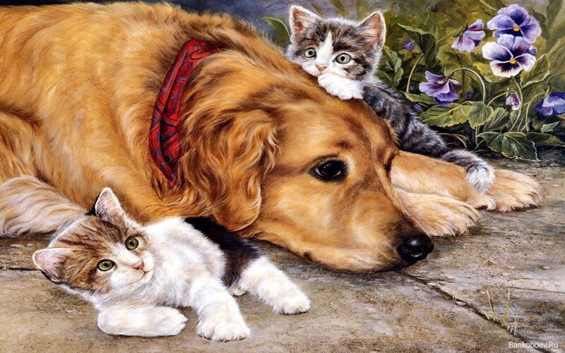 Dog and kittens resting together
