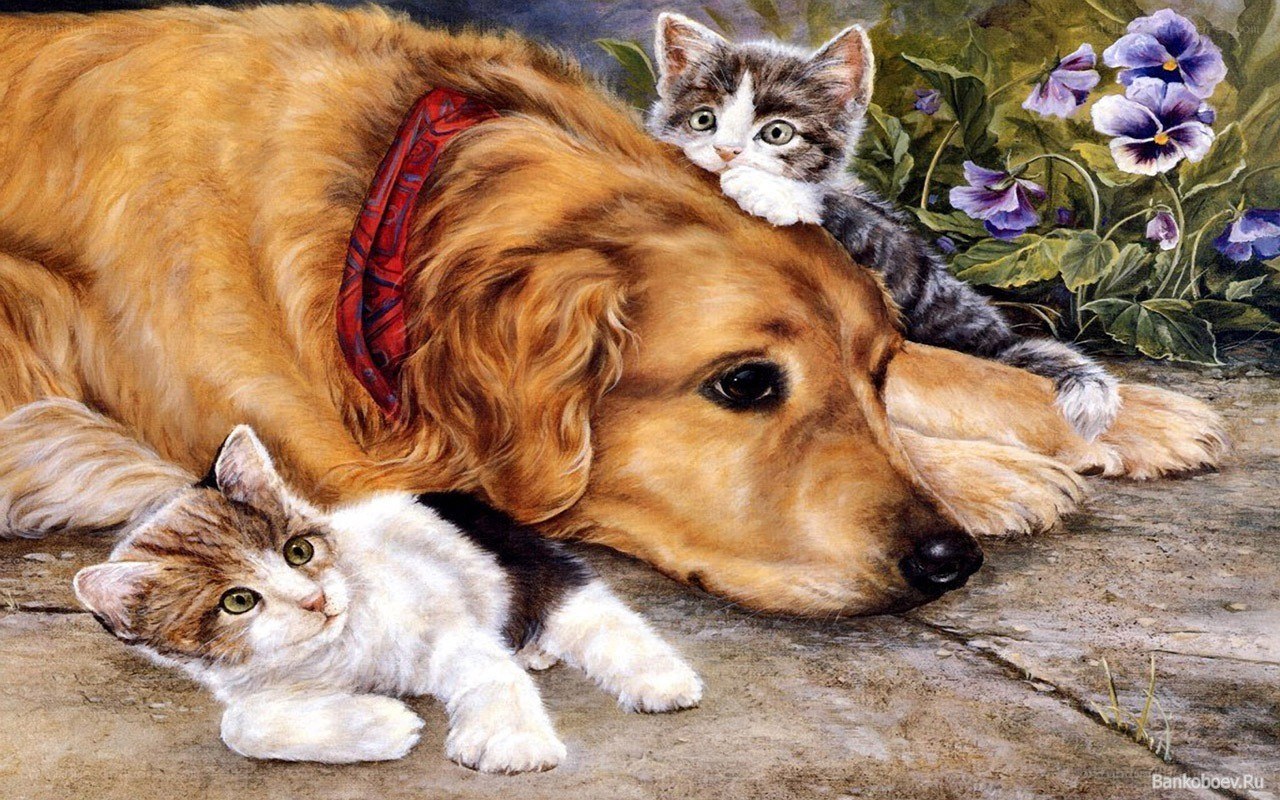 Dog and kittens resting together