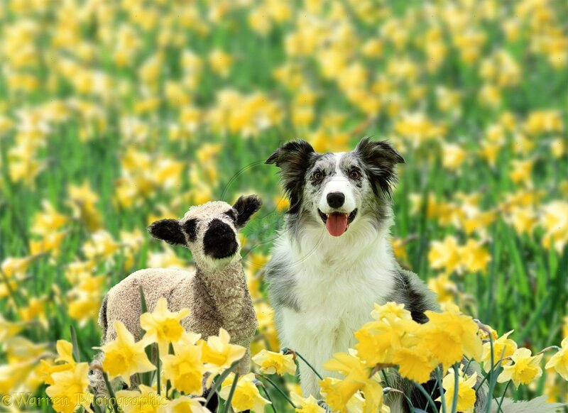 Dog and Lamb in Flowers