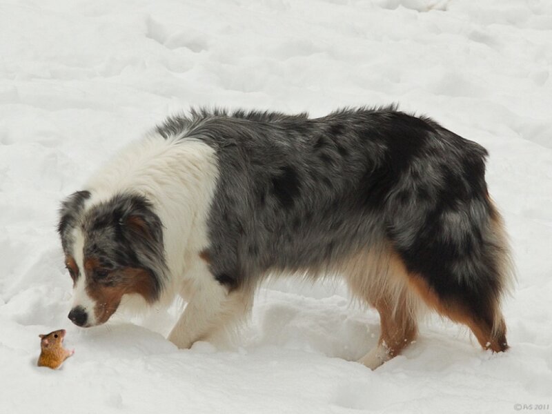 Dog and Mouse in Snow