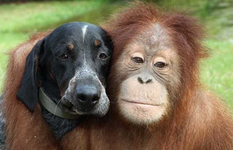 dog and orangutan cuddle