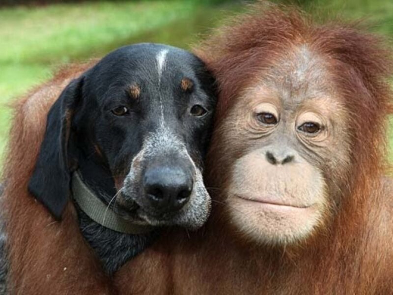 Dog and Orangutan