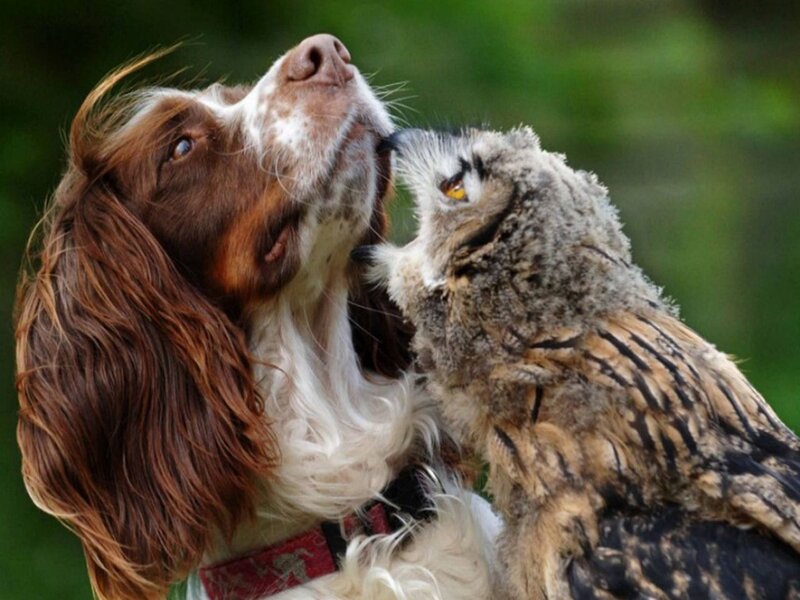 dog and owl interacting