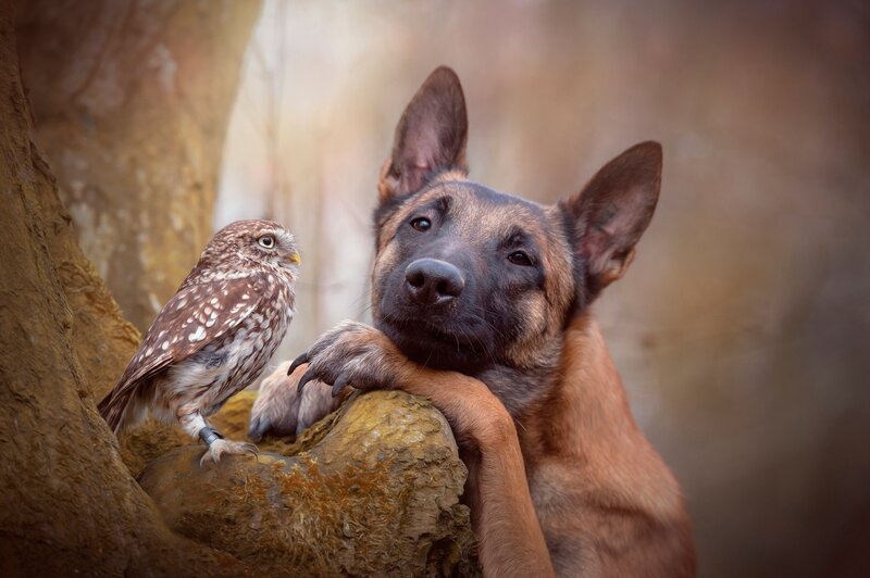 Dog and Owl on Rock