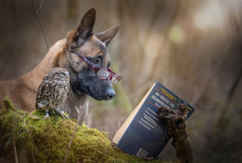 Dog and Owl Reading — Brown, Calm