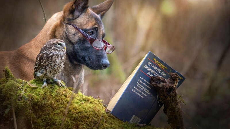 Dog and Owl Reading — Brown