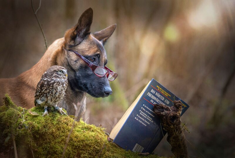 Dog and Owl Reading
