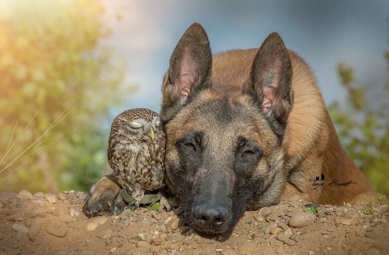 Dog and Owl Resting