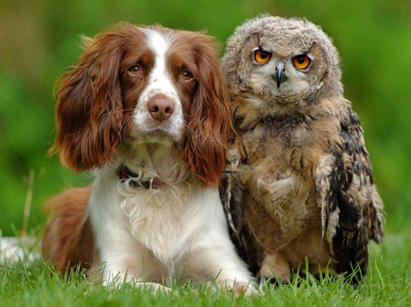 dog and owl sitting together