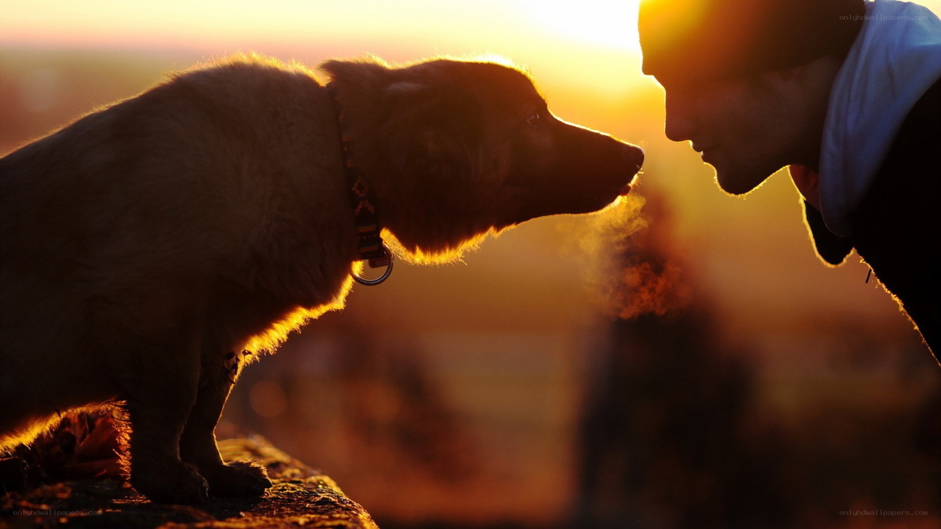 dog and owner at sunset
