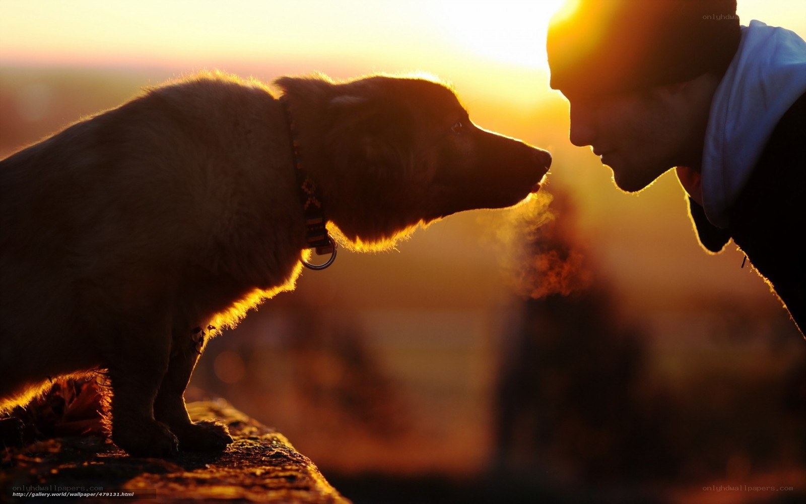 dog and owner at sunset