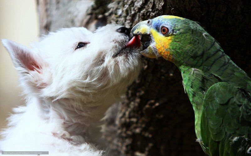 dog and parrot interacting