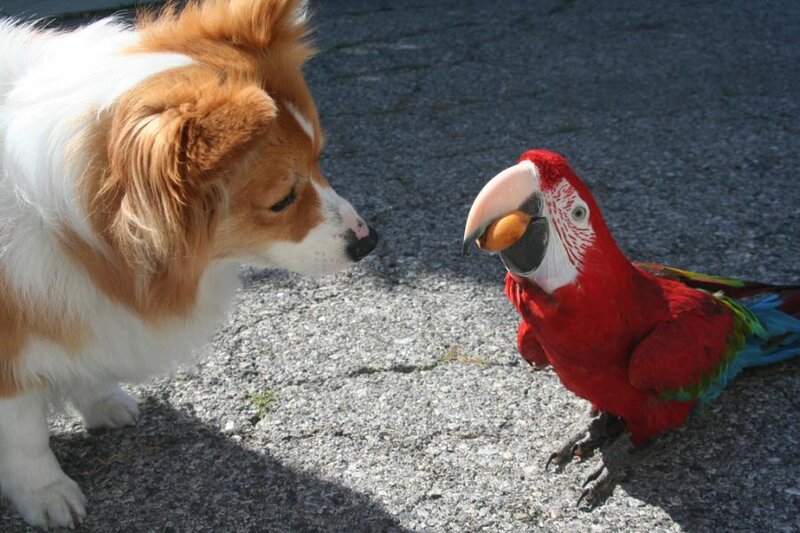 Dog and Parrot Interaction