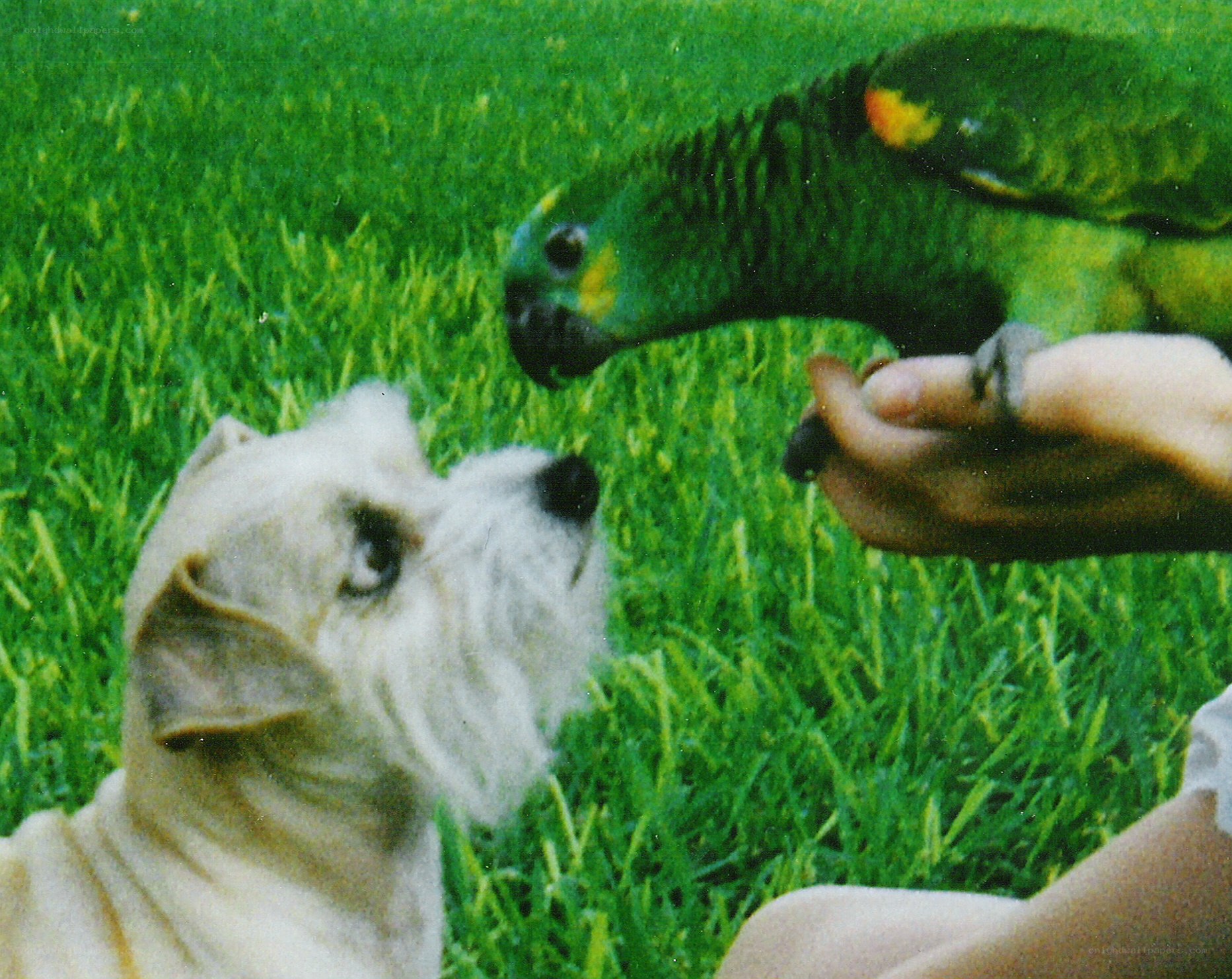 dog and parrot on grass