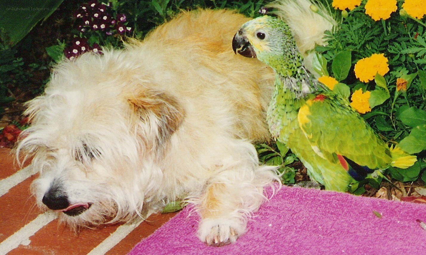 dog and parrot resting together