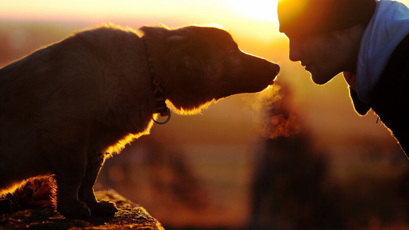 Dog and Person at Sunset