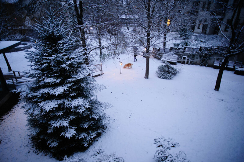 Dog and Person in Snow