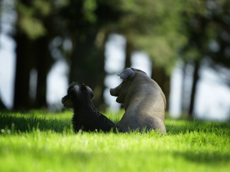 Dog and Pig on Grass