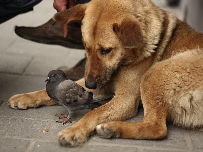 dog and pigeon interaction