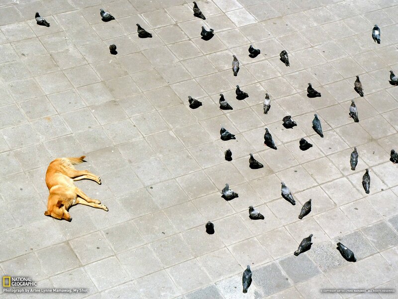 Dog and pigeons on pavement