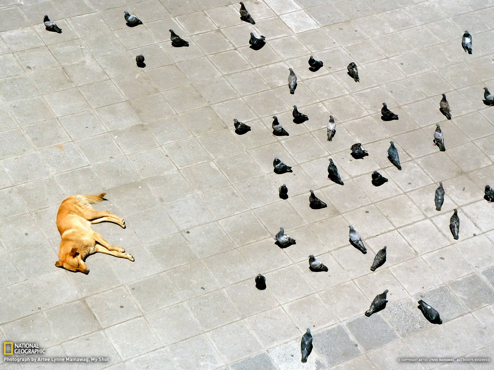 Dog and pigeons on pavement