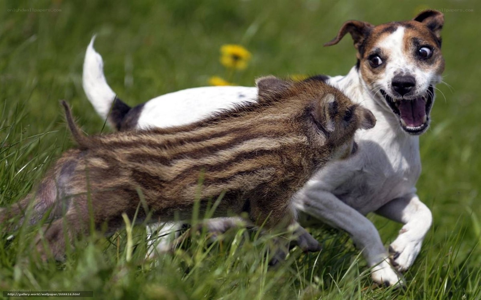 Dog and piglet playing in grass