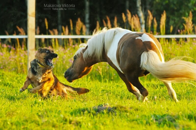Dog and Pony Fighting