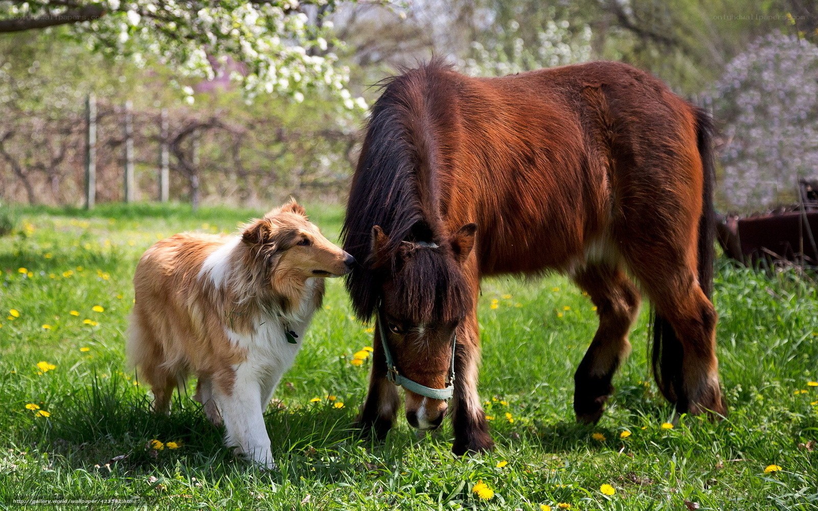 Dog and pony in a field