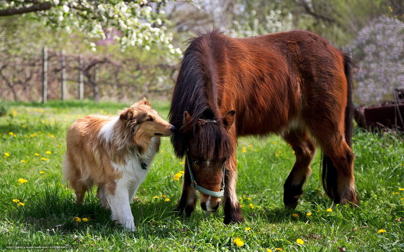 Dog and Pony in Field — Green